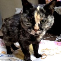【ビックリ実話】25歳まで生きた猫の「家でメシ、半野良生活」と最後の「にゃ～ん」