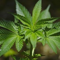 【早稲田ショック】親だけが知らない…ウェブサイトや量販店にこれでもかと潜む「大麻成分の罠」
