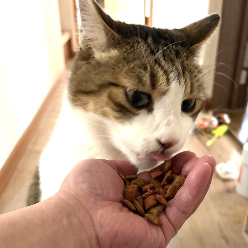 猫だらけのお寺動画「住職がドライフードを直接食べさせる」を見てふと思った「アレを実際にやってみたらどうなるか」