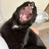 【観察＆検証】猫のあくびは人間にうつるのか「母のあくびが胎児に伝染」と同じ理論じゃね!?