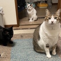 猫・犬「虐待・殺害事件」連続発生の異常ぶり「栃木強盗殺人・動物愛護団体で死骸30匹・野良ねこ水没殺」
