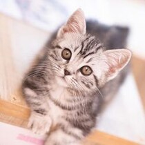 【中国仰天ニュース】大型ショッピングモールに「子ねこ自動販売機」のとんでもない実態