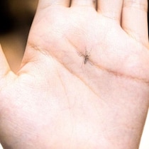 ベランダ・庭・バーベキューでうるさい蚊を追い払え！高価な「電撃殺虫器」を買う前にやるべき「重大対策」マニュアル