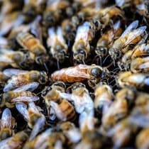 【仰天生物ミステリー】大都市ニューヨークの墓地で前代未聞の怪現象！ハチ556万匹「巨大地下帝国」があった
