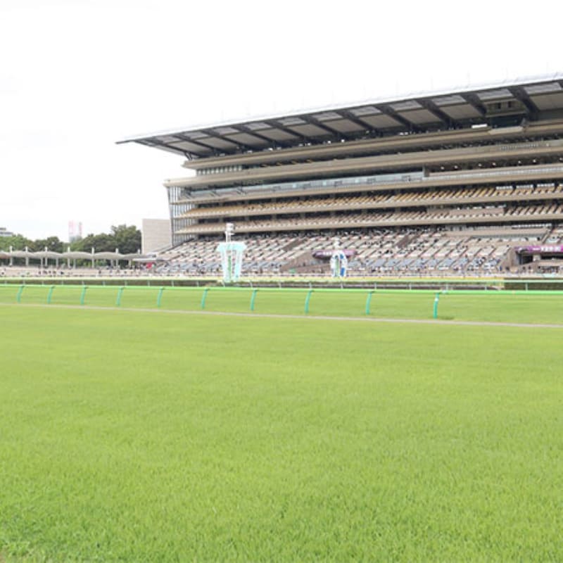JRA新馬戦スタート！新種牡馬の本命は「エフフォ―リア」叔父クロワデュノールの「ダービーにいきたい」良血馬も