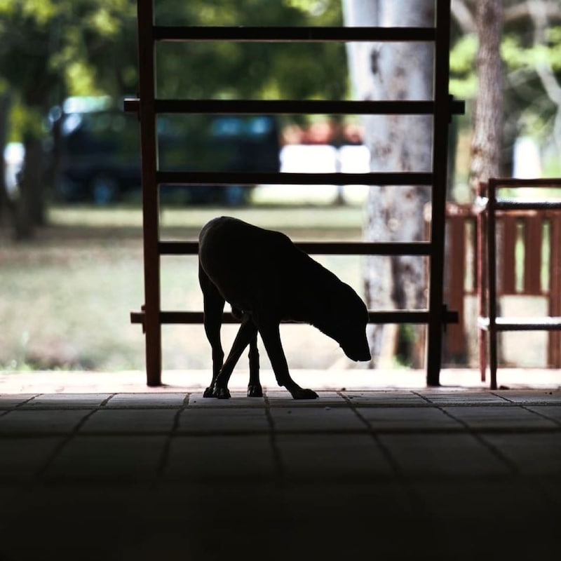 フォロワー158万人の「超有名インフルエンサー犬」が4200円で食肉に!中国で横行する「犬さらいビジネス」残酷事情