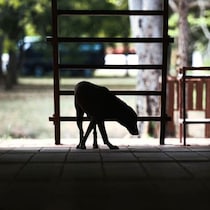 フォロワー158万人の「超有名インフルエンサー犬」が4200円で食肉に！中国で横行する「犬さらいビジネス」残酷事情