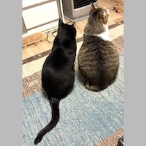 【獣医の診察室】猫の健康診断「血液検査」で知っておくべき「基準値」と「最も心配な腎臓」の検査項目