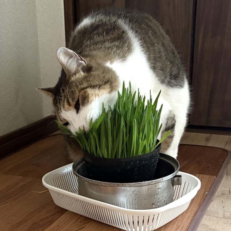 体重10キロ巨漢ねこの「猫草かぶりつき生活」獣医は「与えない方がいい」と言うけれど…