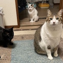 猫・犬「虐待・殺害事件」連続発生の異常ぶり「栃木強盗殺人・動物愛護団体で死骸30匹・野良ねこ水没殺」