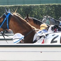 【パラダイスＳの大ヒント】競馬ファンの度肝を抜いた10歳馬カリボール「背水の陣」の「激走ファクター」