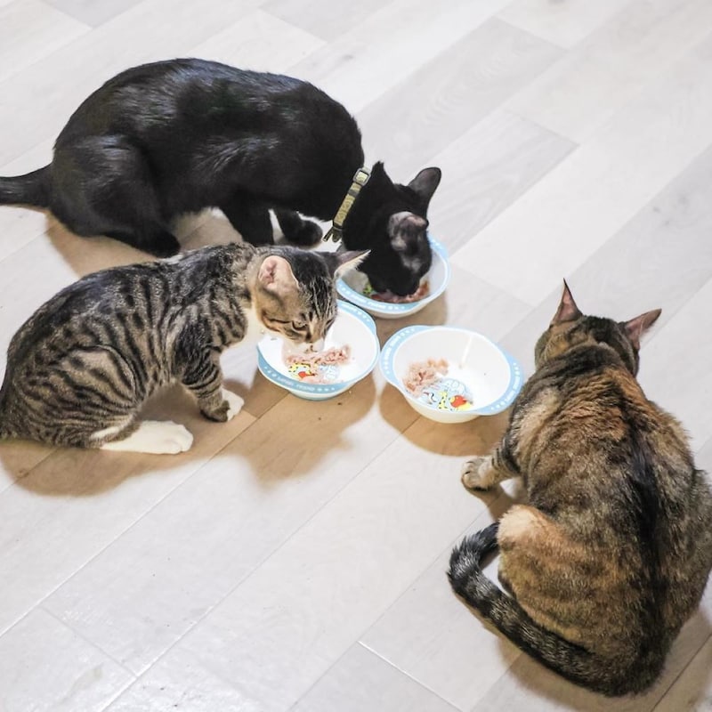 猫の食事代が高すぎる！ペットフード業界が潤う「物価上昇」と人間の出生数より多い「新規飼育数」