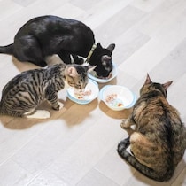 猫の食事代が高すぎる！ペットフード業界が潤う「物価上昇」と人間の出生数より多い「新規飼育数」