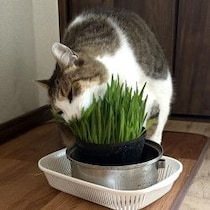 体重10キロ巨漢ねこの「猫草かぶりつき生活」獣医は「与えない方がいい」と言うけれど…