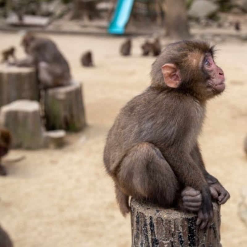 「着ぐるみ侵入事件」に続いて…市川動植物園「パンチ君」への「赤い光」攻撃は「異常行動と失明」を引き起こす