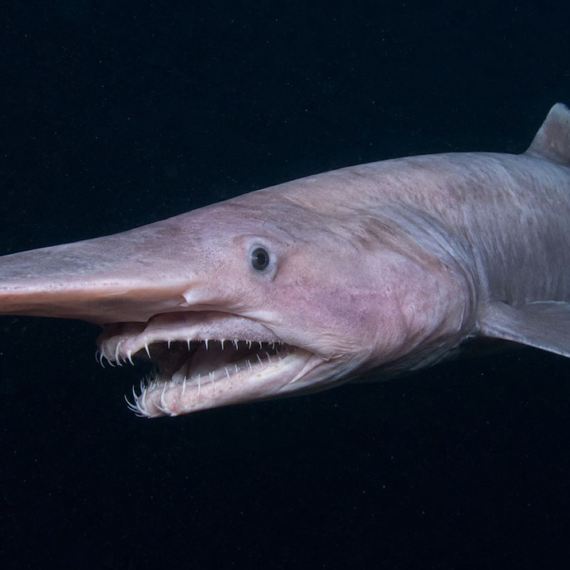 メガロドンよりスゴイ!1億2500万年前から生き続ける「深海の幽霊」ゴブリンシャーク「泳ぐ姿」の撮影成功と生態解明