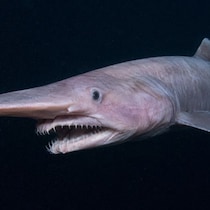 メガロドンよりスゴイ！１億2500万年前から生き続ける「深海の幽霊」ゴブリンシャーク「泳ぐ姿」の撮影成功と生態解明