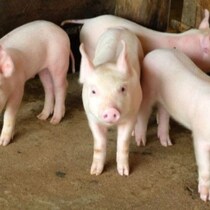 「ブタの腎臓を人工透析患者に移植」治験が始まるけど…臓器移植用クローン子ブタに潜む「致命的欠陥」「アメリカ死亡手術」
