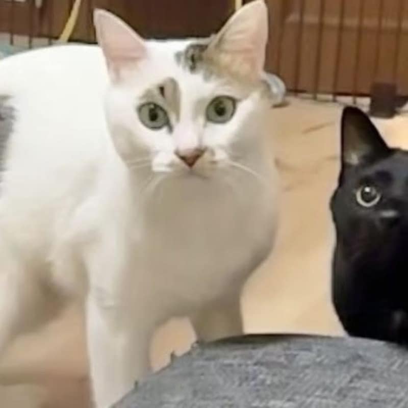 「猫はもともと外来種だから駆除しよう」ってマジか!? 環境省と農水省の「イエネコ生態系被害防止策」に憤激！