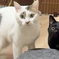 「猫はもともと外来種だから駆除しよう」ってマジか!? 環境省と農水省の「イエネコ生態系被害防止策」に憤激！