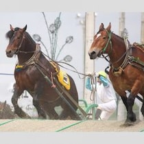 最強馬決定戦「ばんえい記念」を制した９歳メムロボブサップは歴代最高賞金額「キンタロー」を超える
