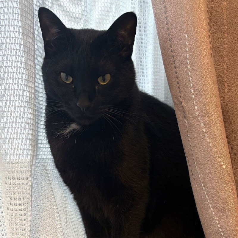 【超神秘ドキュメント】「ついて来るのか」「うん」返事をするようになった「幻の黒ねこ」の不思議な実話