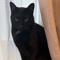 【超神秘ドキュメント】「ついて来るのか」「うん」返事をするようになった「幻の黒ねこ」の不思議な実話
