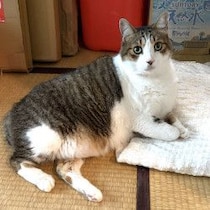 猫が考える「暑さ対策」とは…いったいどうして!?「不思議な行動」と「なぜか快適な場所」