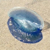 【戦慄の報告書】触れたら10分で確実に死ぬ！夏の海を恐怖に陥れる「地球上で最強の超猛毒クラゲ」