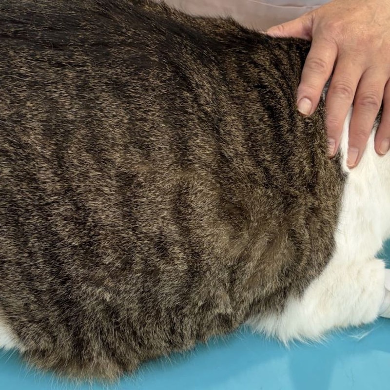 【大減量作戦】血圧は大丈夫…だけど10歳の猫が半年で660グラム増量「最大体重10.74キロ」に！