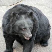 【出没】捕食グマはこうして犬・猫・人間を襲う！被害現場が語る戦慄のリアル「一撃を加えると腕や足や胴体を咥えて藪に引きずり込み…」