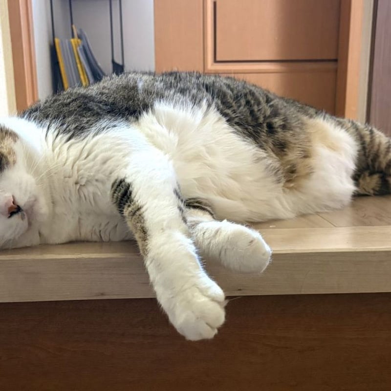 【肥満ねこ大減量作戦】「療養食3種類」いったいどれを食べてくれるのか1週間後の結末は…