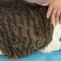 【大減量作戦】血圧は大丈夫…だけど10歳の猫が半年で660グラム増量「最大体重10.74キロ」に！