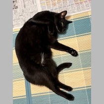猛暑日に置いてきぼりを食ってスネまくった黒猫の話