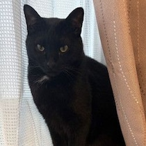 【超神秘ドキュメント】「ついて来るのか」「うん」返事をするようになった「幻の黒ねこ」の不思議な実話