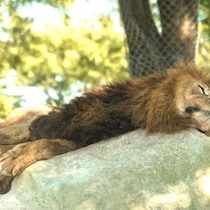 【悲痛内情】暑すぎる動物園でライオンが次々と死亡「風が吹き抜けるサバンナ」とは逆の「狂気のコンクリート熱源地獄」
