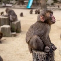 「着ぐるみ侵入事件」に続いて…市川動植物園「パンチ君」への「赤い光」攻撃は「異常行動と失明」を引き起こす