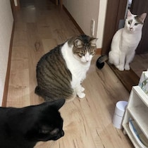 熊本地震「イオンモールの猫カフェ」25匹は無事だったけど…災害時に飼い猫をどうするか真剣に考えた