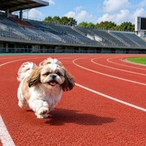 【秘話公開】マラソン・野口みずきの尻に「野良犬が噛みついた」中国・高地トレーニング合宿中のびっくりハプニング