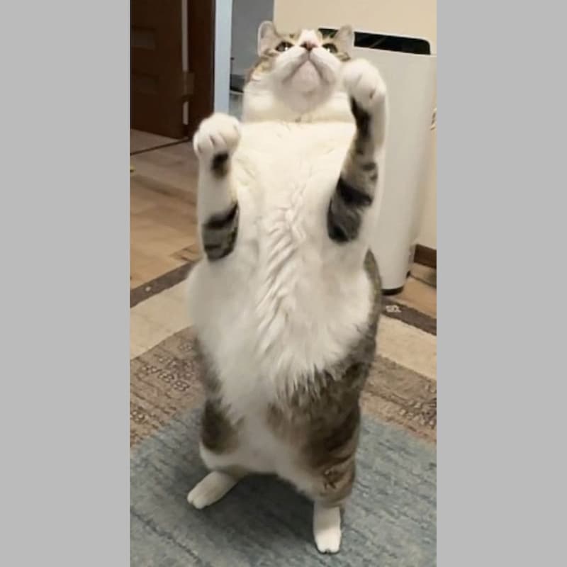 「猫の前肢」は足か手か…ミッキー・ロークは「猫パンチ」だからやっぱり手!?