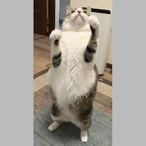 「猫の前肢」は足か手か…ミッキー・ロークは「猫パンチ」だからやっぱり手!?