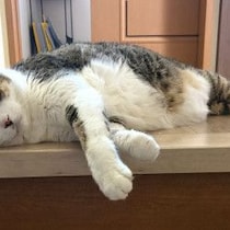 【肥満ねこ大減量作戦】「療養食３種類」いったいどれを食べてくれるのか１週間後の結末は…