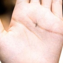 ベランダ・庭・バーベキューでうるさい蚊を追い払え！高価な「電撃殺虫器」を買う前にやるべき「重大対策」マニュアル