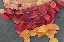 「すげえええ！」落ち葉で作った『しんちゃん』に72万いいね！「天才的だゾ」「アートだ」