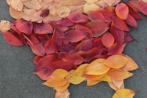 【画像】え…っ！「すげええ！」　こちらが落ち葉で作った『しんちゃん』の圧巻ビジュアルです