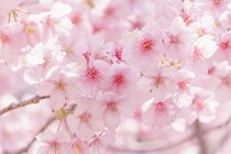 「マジか!?」国民的女優（48歳）の“朝ドラ初出演”に「もう出ていたかと…」「絶対観る」と反響