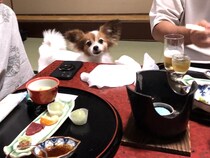 ペットと泊まれる【料理旅館むらさわ】（昼神温泉・長野）