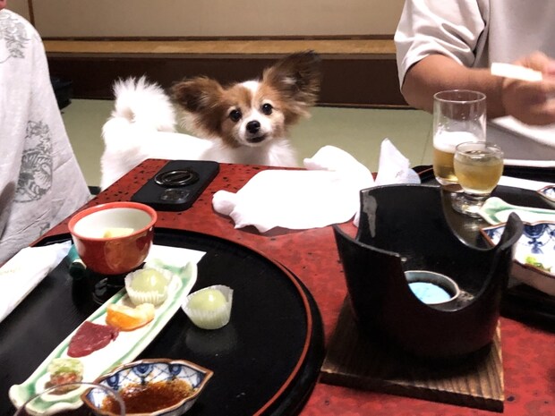 ペットと泊まれる【料理旅館むらさわ】(昼神温泉・長野)