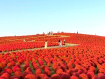 関東のおすすめコキア名所6選！夏のグリーンも秋の真紅も見どころ