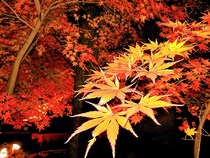 11月の国内おすすめ旅行先27選！秋を満喫できる観光地特集